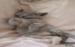 British Shorthair cats for sale: 4 beautiful British Shorthair kittens for sale - Image 8