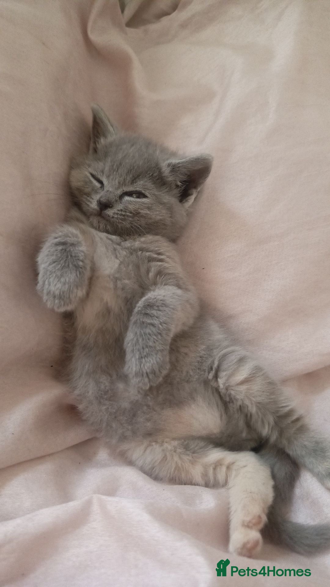 British Shorthair cats for sale: 4 beautiful British Shorthair kittens for sale - Image 8