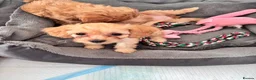 Toy Poodle dogs for sale: 5 Adorable Toy Poodle Puppies - Advert 22