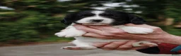 English Springer Spaniel dogs for sale: Working Springer Spaniel Puppies  - Advert 14