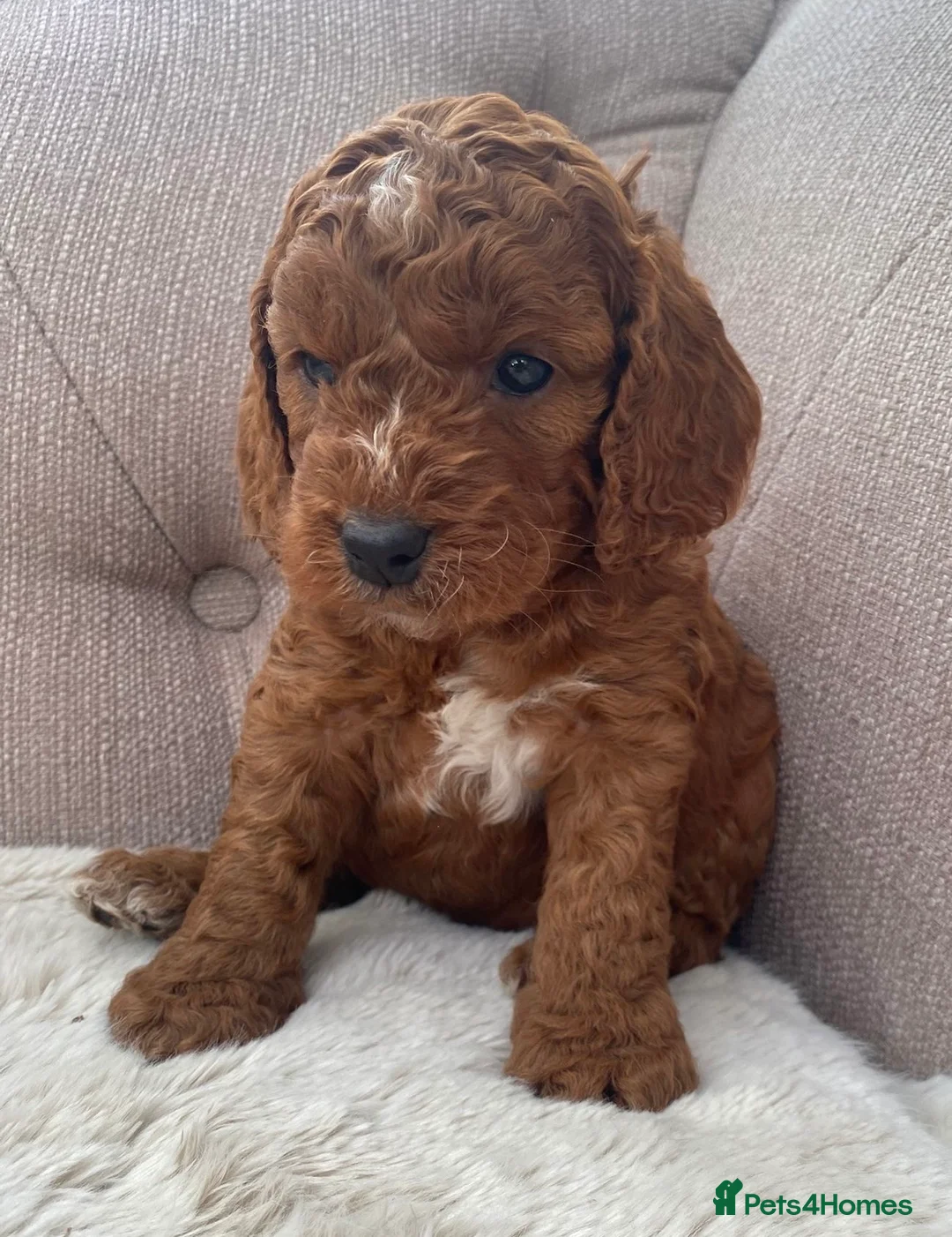 Cockapoo dogs for sale: Lovely chunky cockapoo puppies in Chesterfield - Advert 14