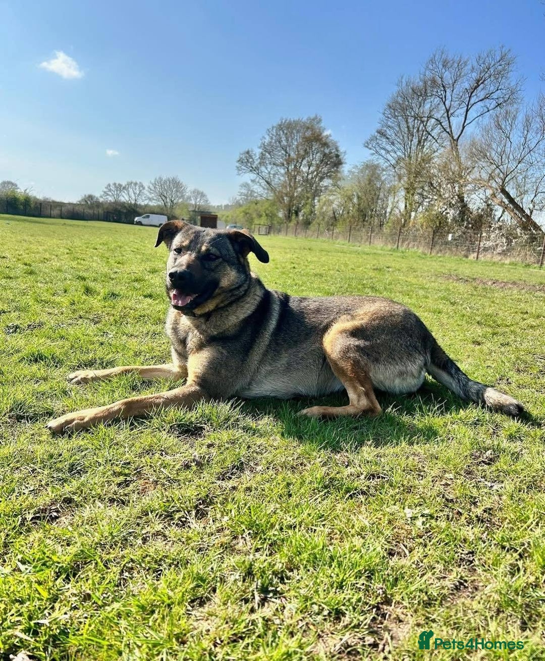 Mixed Breed dogs for adoption: Luna was stood up.... in Kidderminster - Advert 21