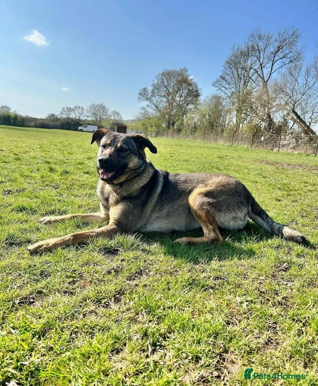 Mixed Breed dogs for adoption: Luna was stood up.... in Kidderminster - Advert 21