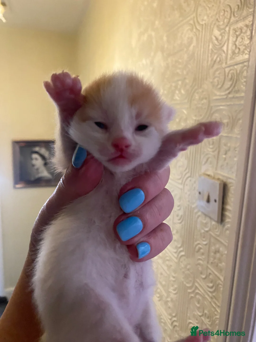 Mixed Breed cats for sale: 3 kittens for sale - Advert 8