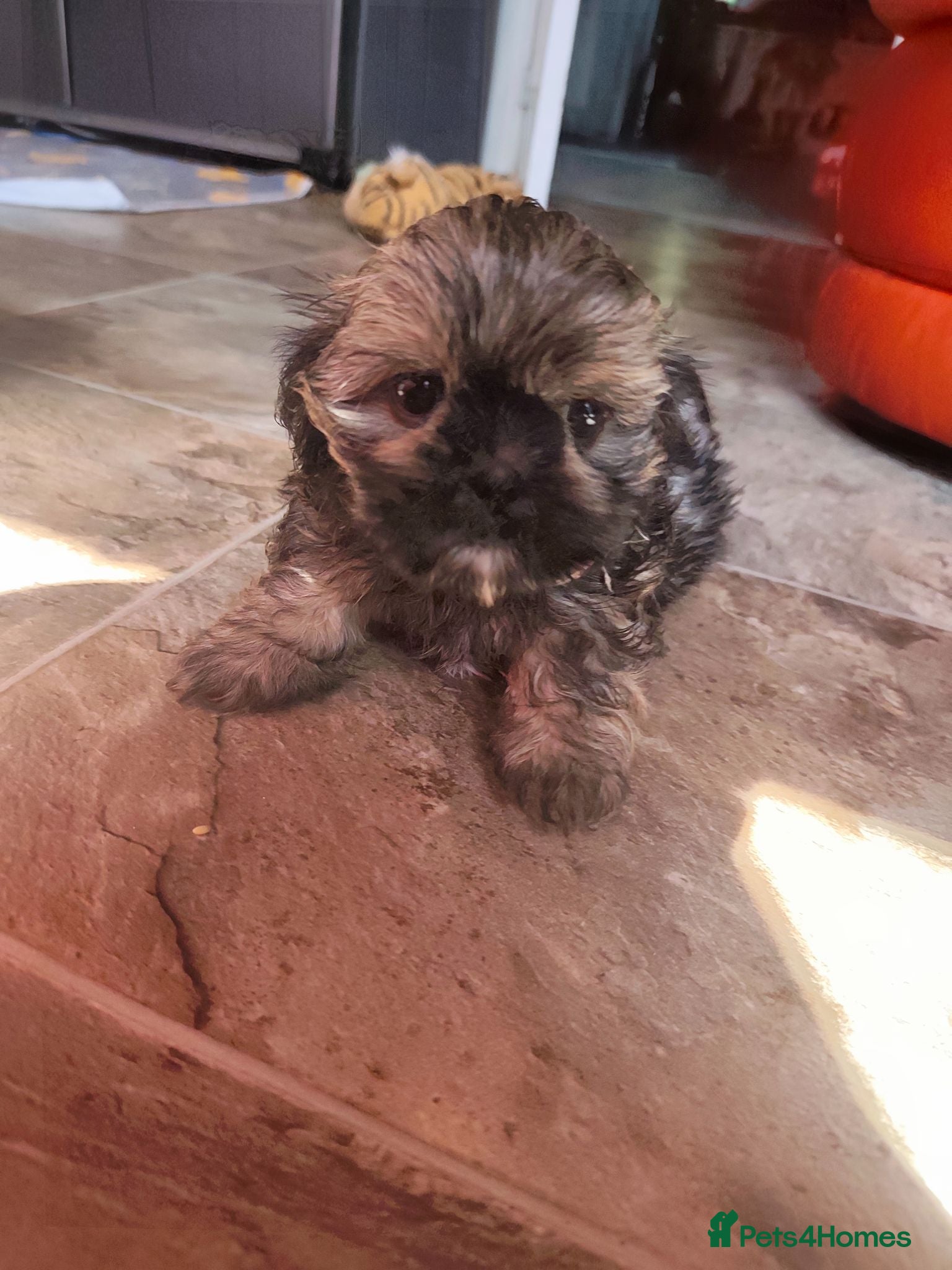 Shih Tzu dogs Shih tzu puppies  - Advert 2