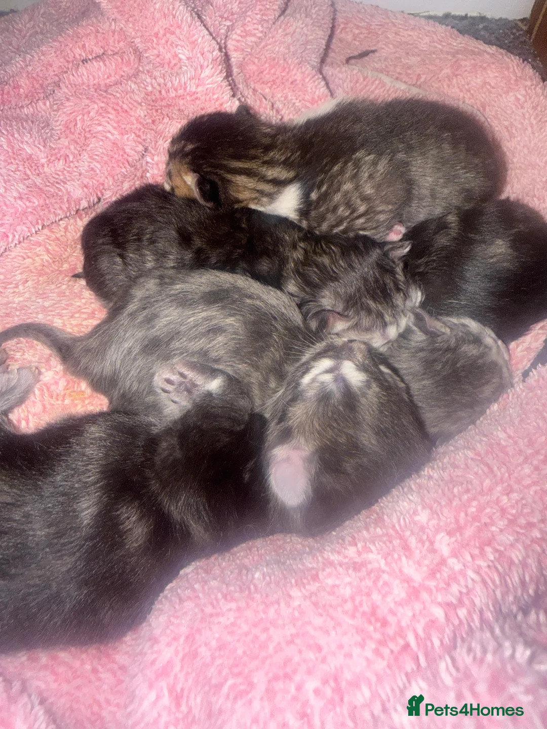 Persian cats for sale: Persian kittens  - Advert 2