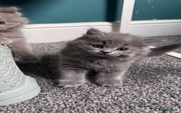 British Longhair cats for sale: British longhair ready for home in Watford - Image 35