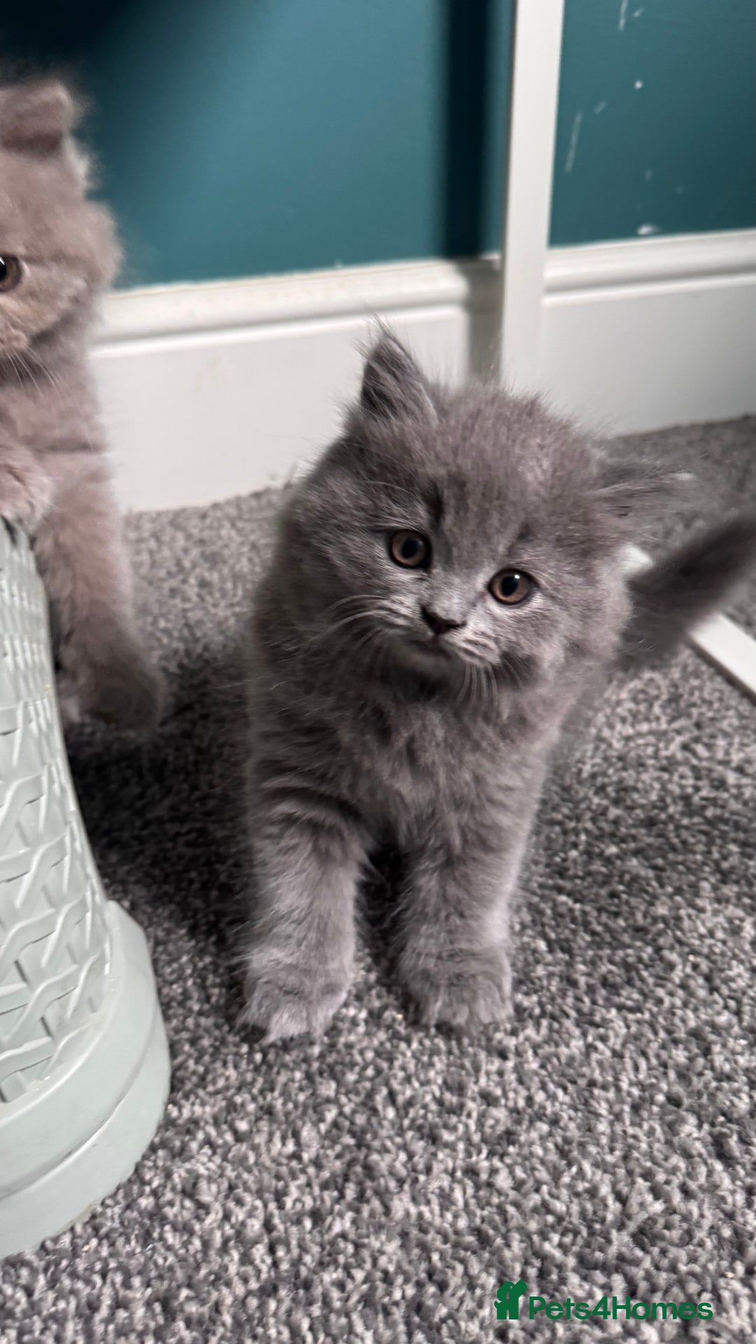 British Longhair cats for sale: British longhair ready for home in Watford - Image 35