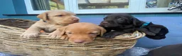 Mixed Breed dogs for sale: German Wire haired cross Labrador puppies - Advert 1