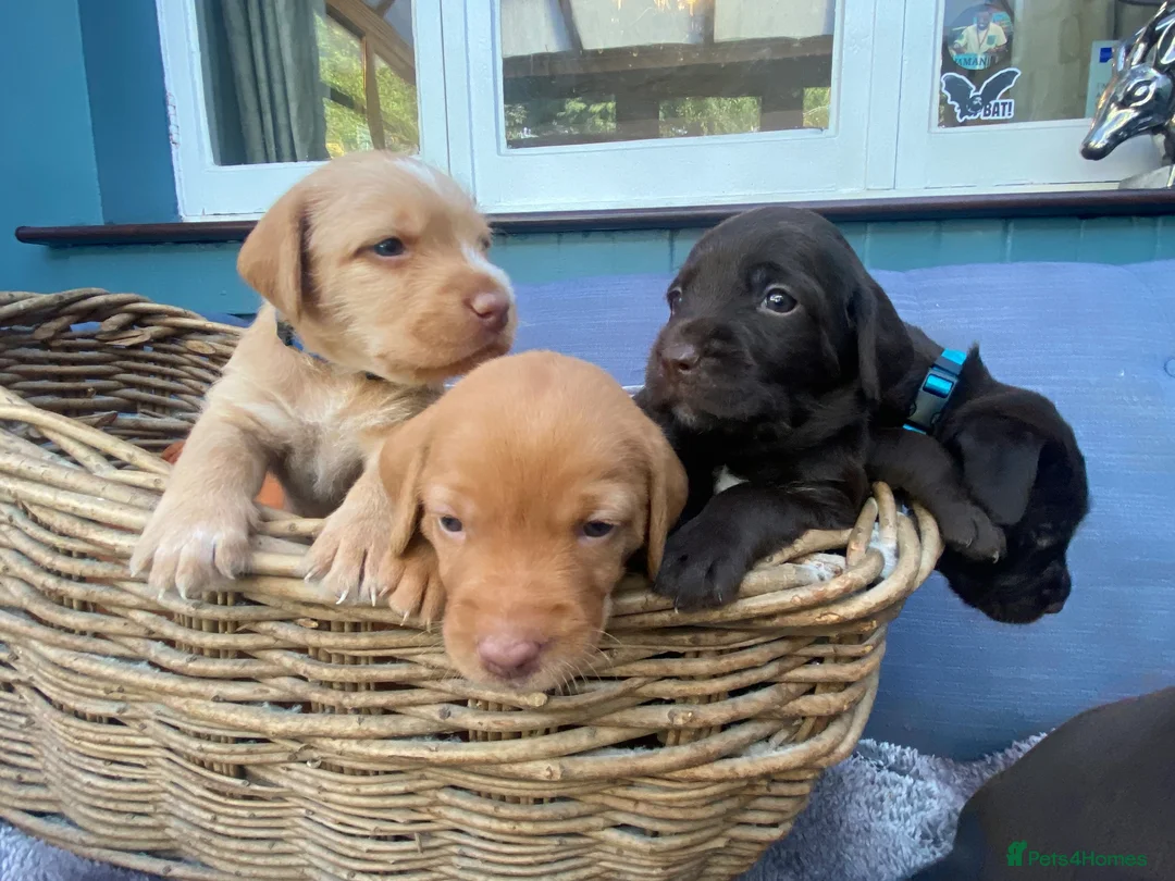 Mixed Breed dogs for sale: German Wire haired cross Labrador puppies - Advert 1
