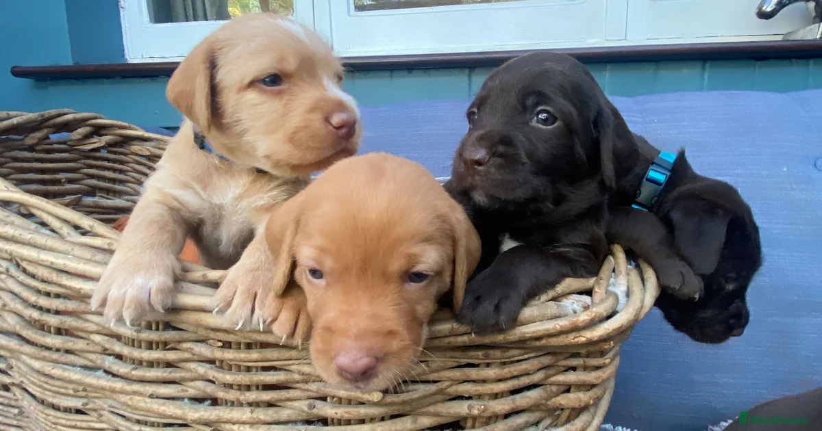Lab Pointer Mix Dogs Pointer Puppies for sale | Pets4Homes