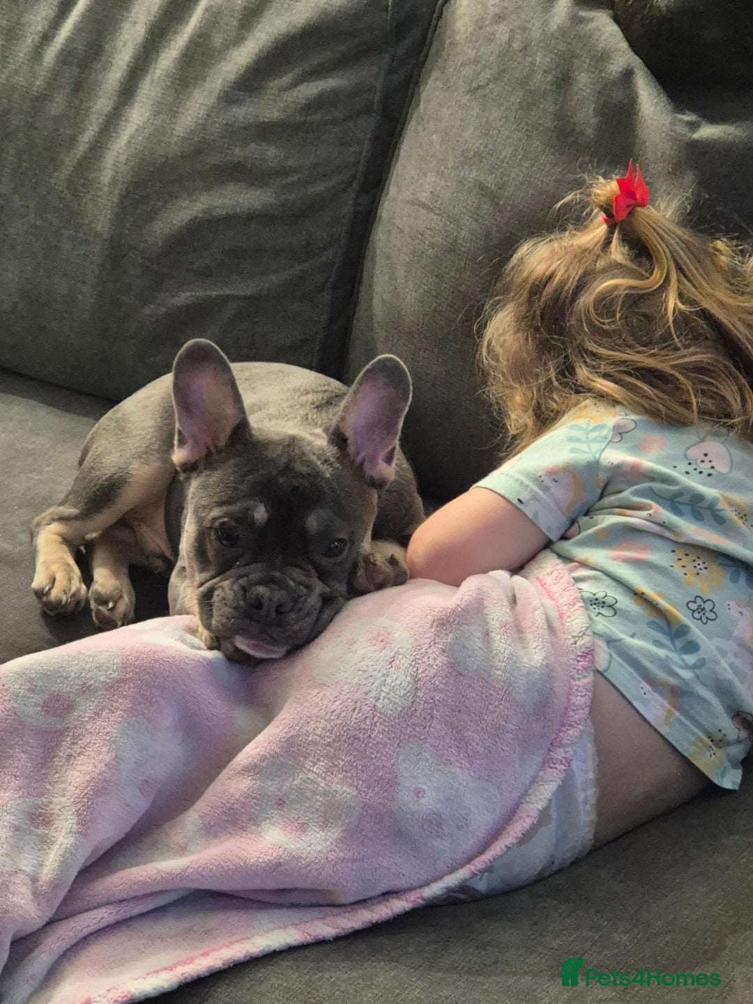 French Bulldog dogs for sale: Bluey - Advert 3