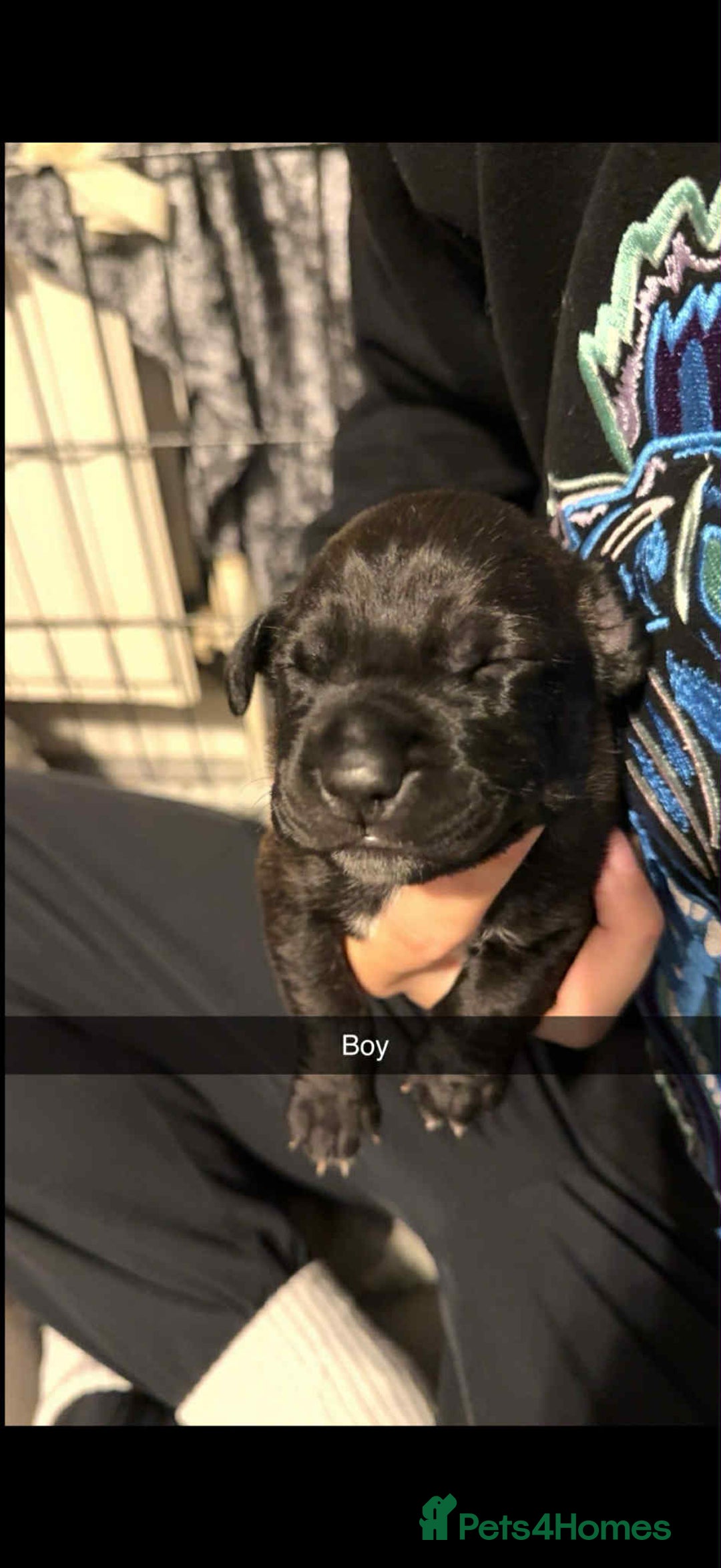 Mixed Breed dogs for sale: Beautiful cane corse/staff puppies - Image 9