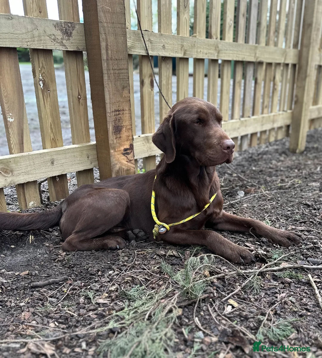 Labrador Retriever dogs for stud: Handsome fully health tested Chocolate labrador in Tewkesbury - Advert 6