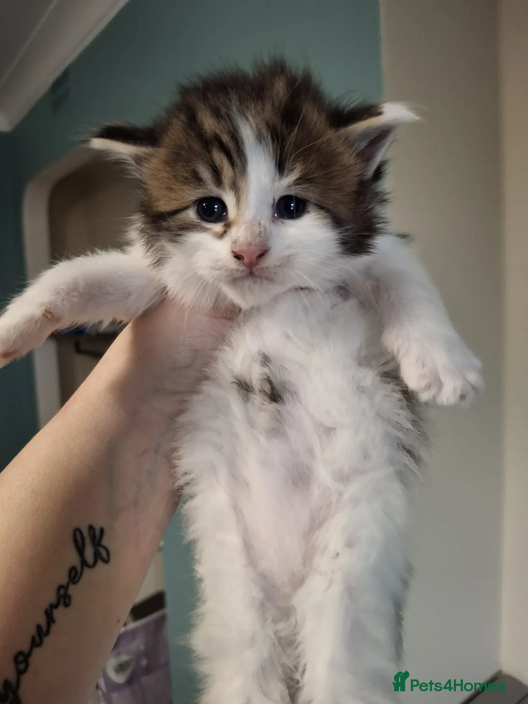 Maine Coon cats for sale: Beautiful Maine Coon Kittens  - Advert 6