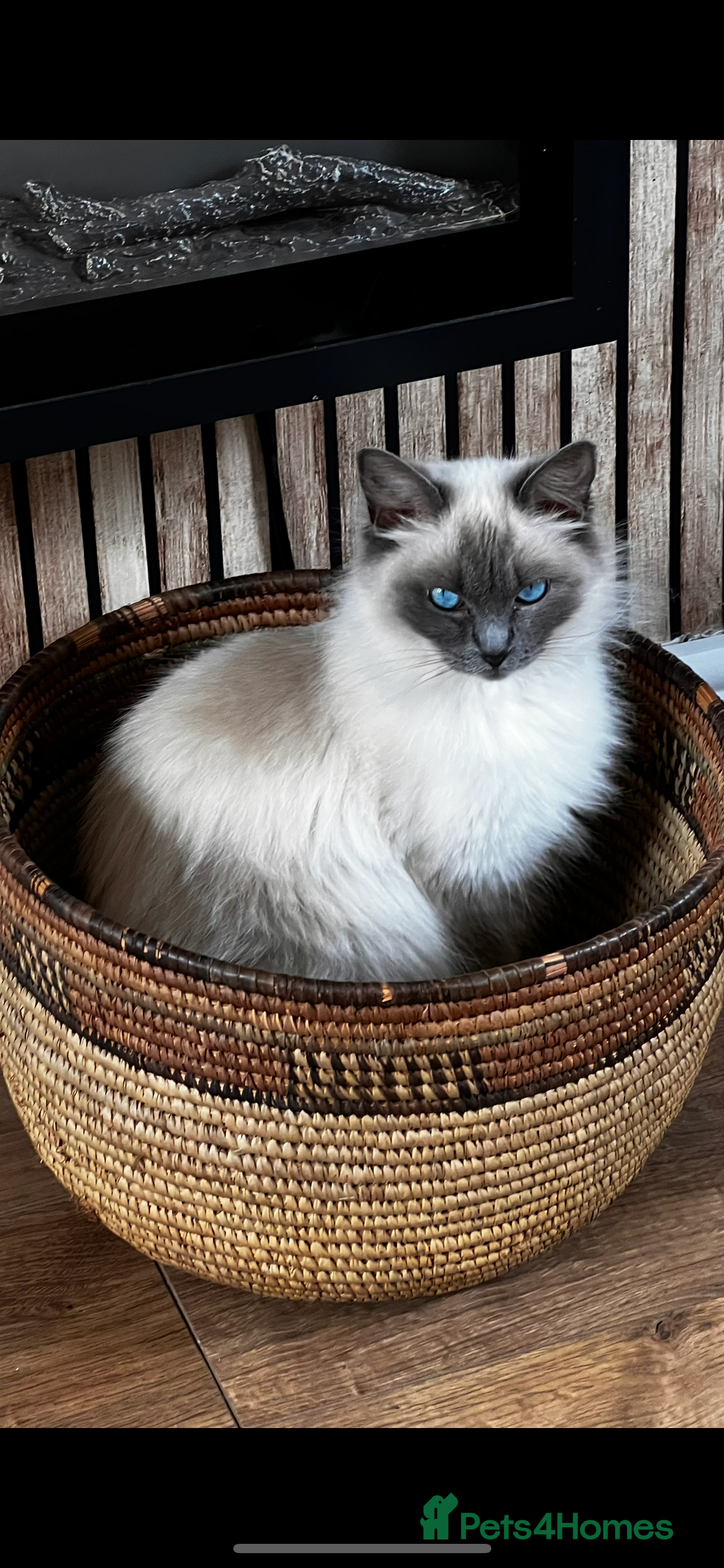 Ragdoll cats Female ragdoll  - Advert 18