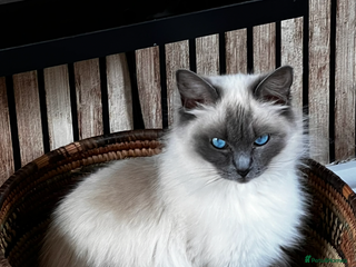 Ragdoll cats Female ragdoll - Advert 3