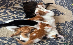 Mixed Breed cats for sale: Beautiful kittens  - Image 3