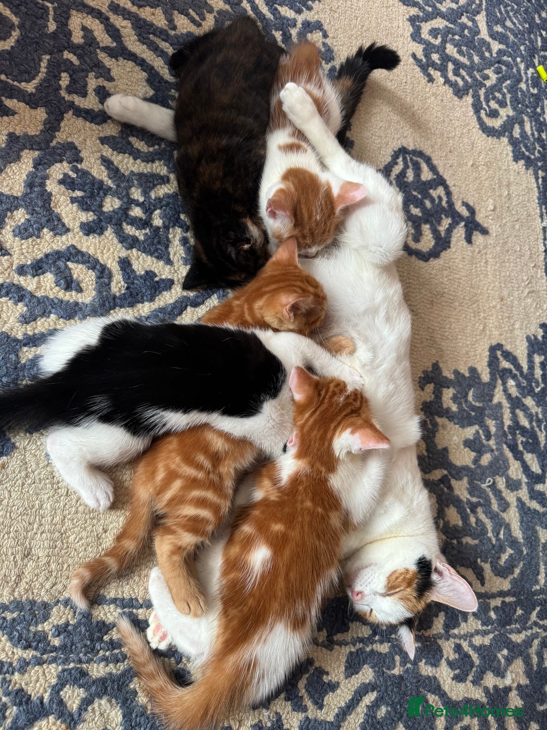Mixed Breed cats for sale: Beautiful kittens  - Image 3
