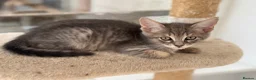Maine Coon cats for sale: *Ready Now* Maine Coon X - Advert 8