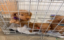 Miniature Poodle dogs for sale: Miniture poodles - READY TO LEAVE!!   - Image 19