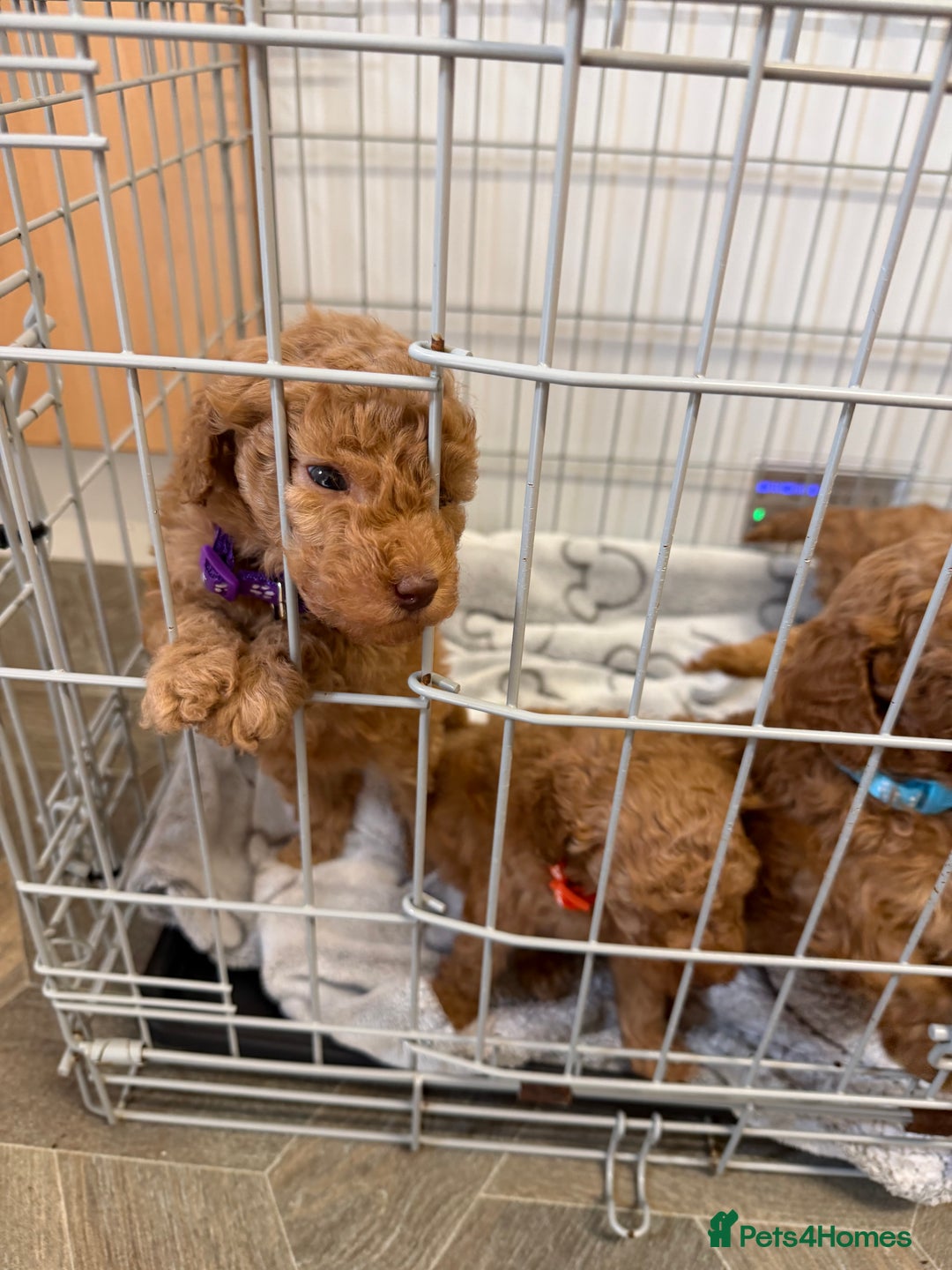 Miniature Poodle dogs for sale: Miniture poodles - READY TO LEAVE!!   - Image 19