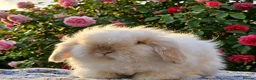 Angora rabbits for sale:  Super fluffy baby teddywidders  - Advert 21