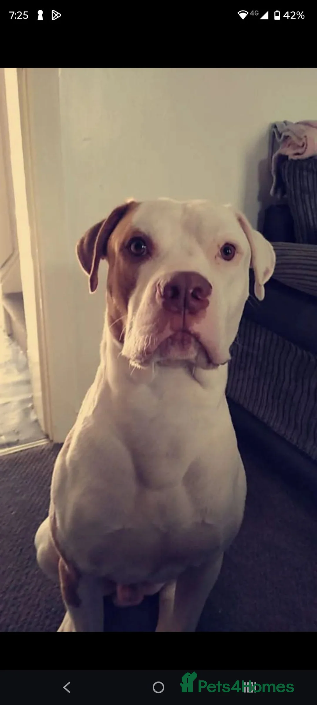 American Bulldog dogs for stud: Stunning American bulldog for stud  in Burnley - Advert 1