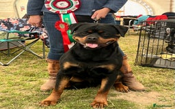 Rottweiler dogs for stud: Rom.Jnr.Ch Rottguardian Igor in Liverpool - Image 38