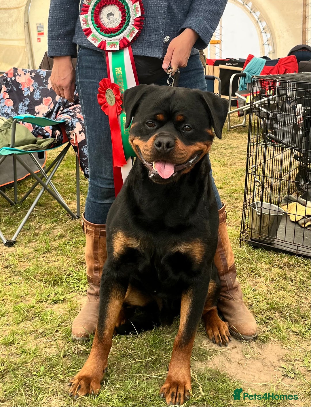 Rottweiler dogs for stud: Rom.Jnr.Ch Rottguardian Igor in Liverpool - Image 38