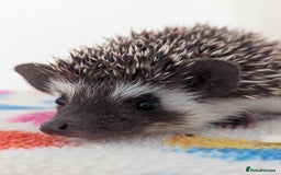Pygmy Hedgehog rodents for sale: Beautiful Hoglets Ready to Reserve Now - Image 2