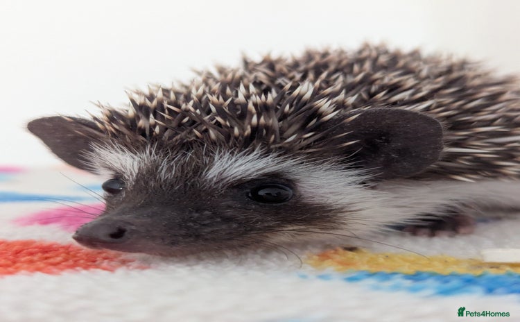 Pygmy Hedgehog rodents - Advert 1