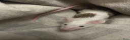 Mouse rodents for sale: 5 fluffy female mice - Advert 2