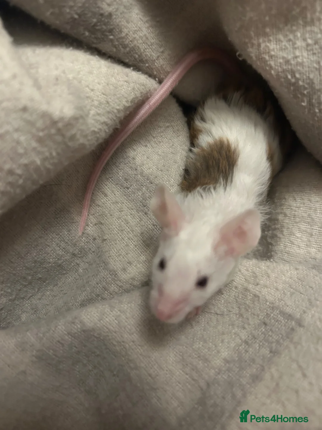 Mouse rodents for sale: 5 fluffy female mice - Advert 2