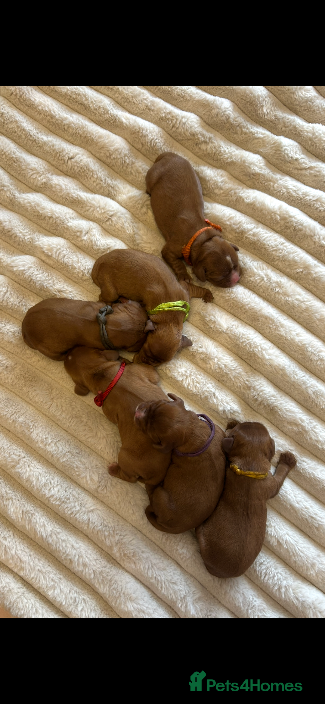 Cavalier King Charles Spaniel dogs for sale: KC CAVALIER KING CHARLES  - Image 1