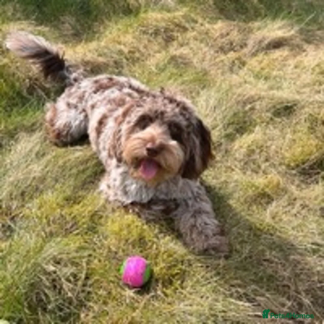 Cockapoo dogs for stud: f1 Merle cockapoo for stud in Nottingham - Advert 3