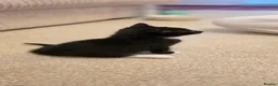 Mixed Breed cats for sale: 3 beautiful kitten ready to go immediately - Advert 12