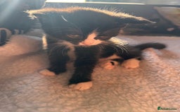 British Shorthair cats for sale: One boy and one girl ready - Image 8