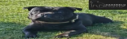 Staffordshire Bull Terrier dogs for sale: Staffordshire bull terrier highest pedigree pups - Advert 24