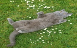 British Shorthair cats for stud: British for stud in Hinckley - Image 10