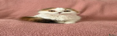 Ragdoll 3