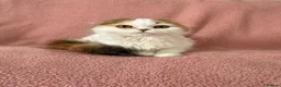 Ragdoll cats for sale: Beautiful Scottish Fold & Ragdoll Doll Mix Kittens - Advert 10