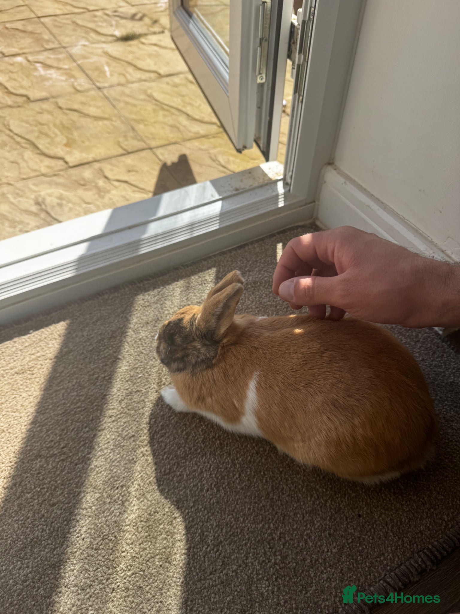 Mixed Breed rabbits Mixed bunny rabbit  - Advert 2