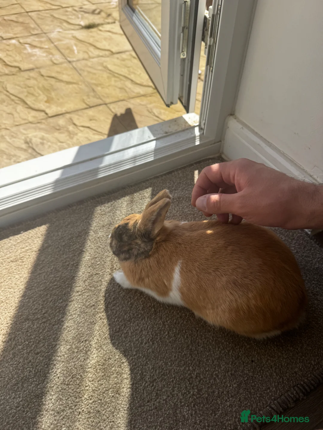 Mixed Breed rabbits for sale: Mixed bunny rabbit  - Advert 2