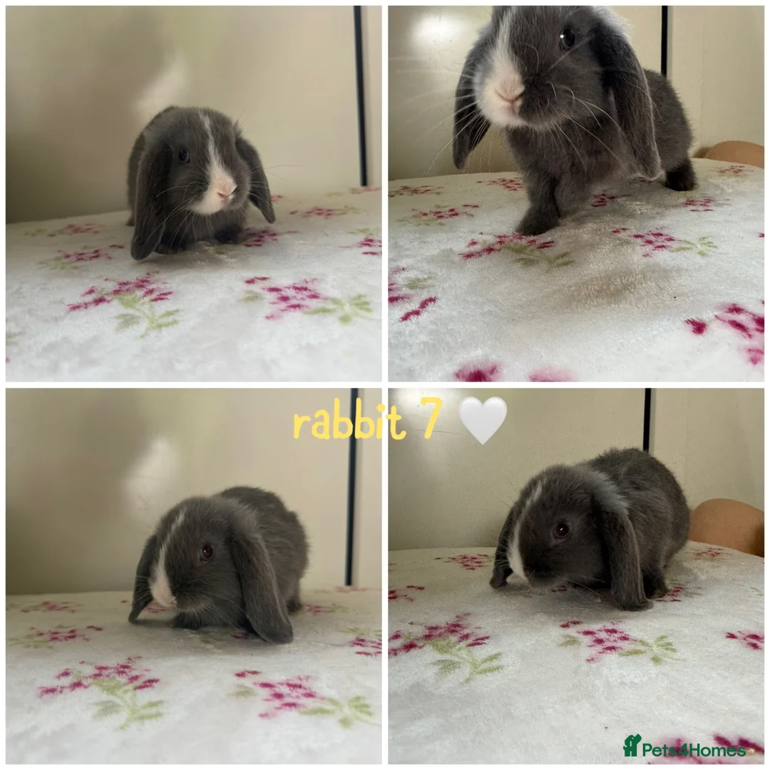 Mini Lop rabbits for sale: Gorgeous Mini Lops - Advert 9