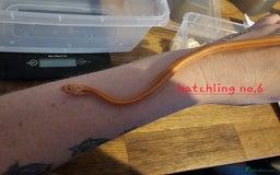 Corn Snake reptiles for sale: Beautiful corn snakes  - Image 36
