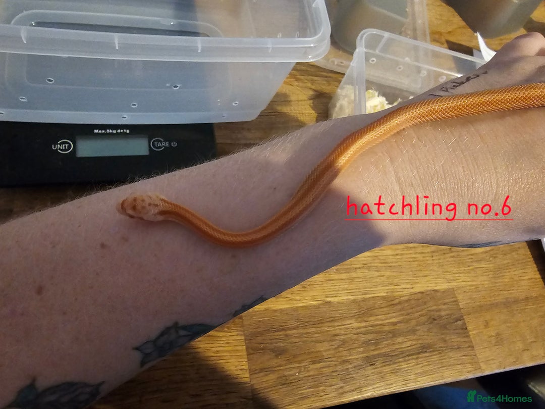 Corn Snake reptiles for sale: Beautiful corn snakes  - Image 36