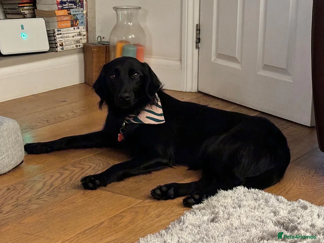Mixed Breed dogs for adoption: Wren needs a new forever home  in Teddington - Advert 2
