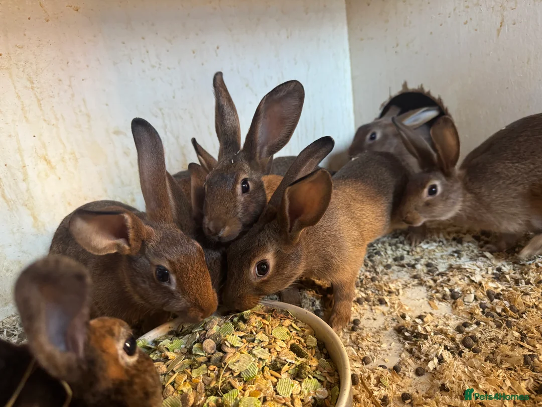 Belgian Hares rabbits for sale: Belgium hares boy and girls  - Advert 1