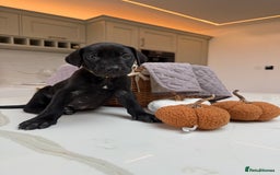 Cane Corso dogs for sale: Beautiful Cane Corso Puppies - Image 15